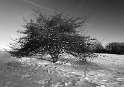 Baum Winter Sonne_DSC2872 Kopie